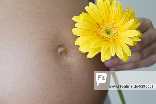 Schwangere Frau hält Gerbera-Gänseblümchen gegen den Bauch  beschnitten