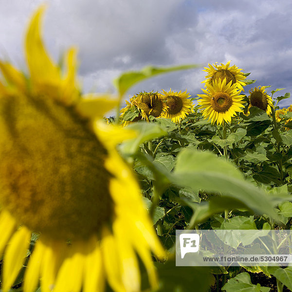 Sonnenblumenfeld  Limagne  Auvergne  Frankreich  Europa