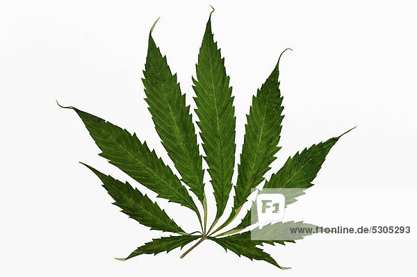Hanfblatt (Cannabis sativa)  Cannabis  Marihuana