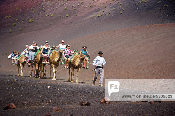 Tourisrs riding on camels in Timanfaya Volcanoe National Park in Lanzarote  Canary Islands  Spain  Europe
