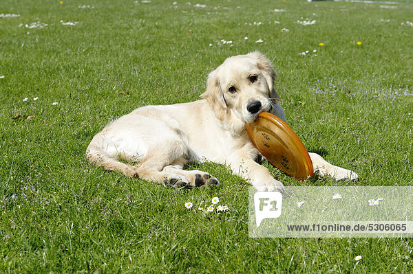 Junger Golden Retriever mit Frisbee-Scheibe