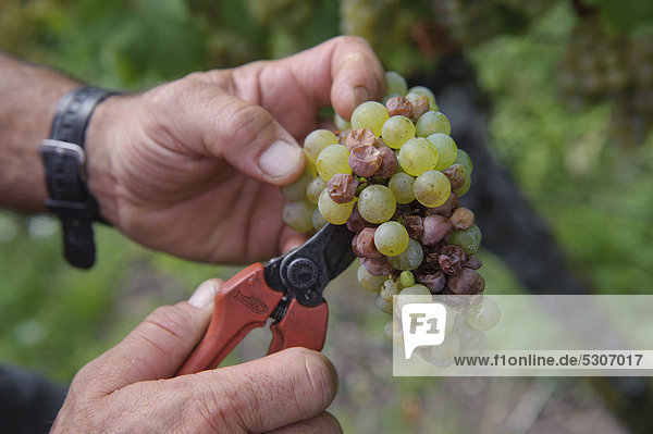 Harvesting Riesling grapes  rotten grapes being removed with a pair of scissors  Uhlbach  Baden-Wuerttemberg  Germany  Europe