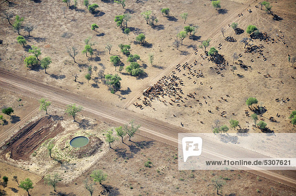 Luftbild aus einer Cessna: Viehherde auf ausgetrockneten Flächen  wo ehemals der Urwald des Gran Chaco stand  Salta  Argentinien  Südamerika