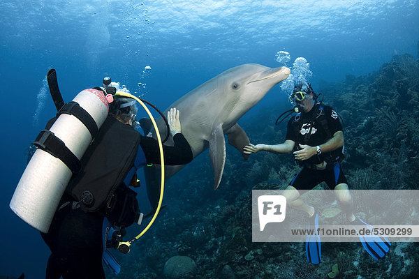 Divers and a Common bottlenose dolphin (Tursiops truncatus) Sea Aquarium Dolphin Academy Curacao former Netherlands Antilles Caribbean