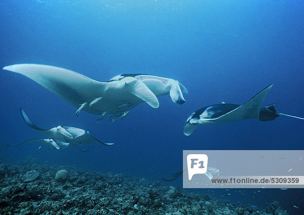 A group of manta rays (Manta birostris) Ari Atoll Maldives Indian Ocean Asia
