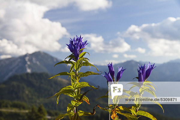 Schwalbenwurz-Enzian (Gentiana asclepiadea)  Alpen  Österreich  Europa