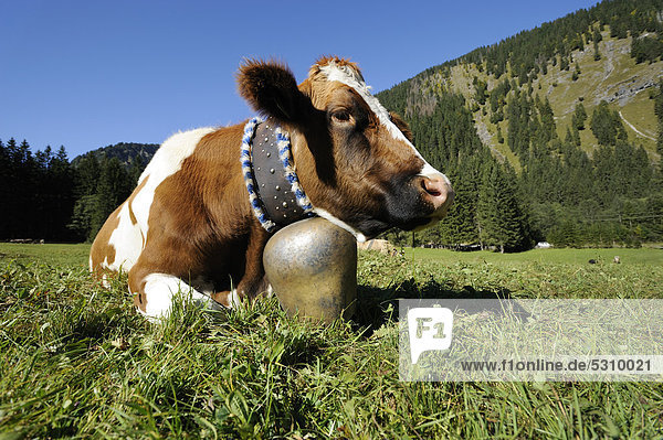 Cow wearing a cow bell lying in a meadow  cattle drive  Tannheim  Tannheimer Tal valley  Tyrol  Austria  Europe
