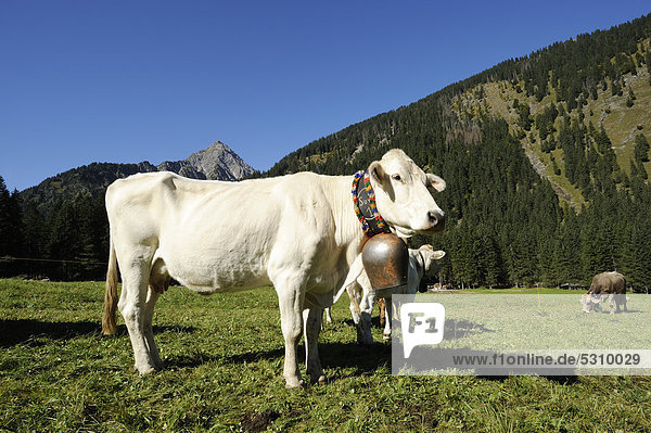 Decorated cows  Almabtrieb  where the cattle are led back from their alpine pasture  Tannheim  Tannheimer Valley  Tyrol  Austria  Europe