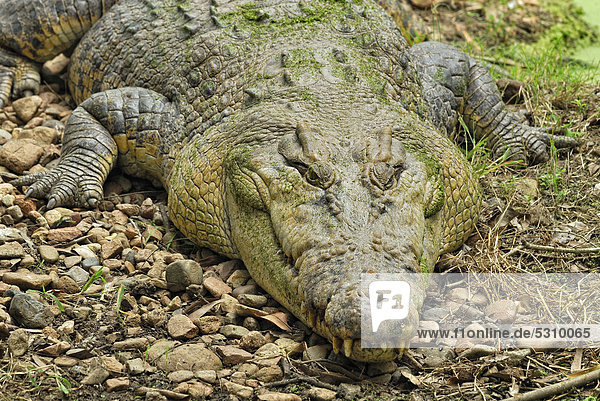 Salzwasserkrocodil (Crocodylus porosus)  Billabong Sanctuary  Townsville  Queensland  Australien