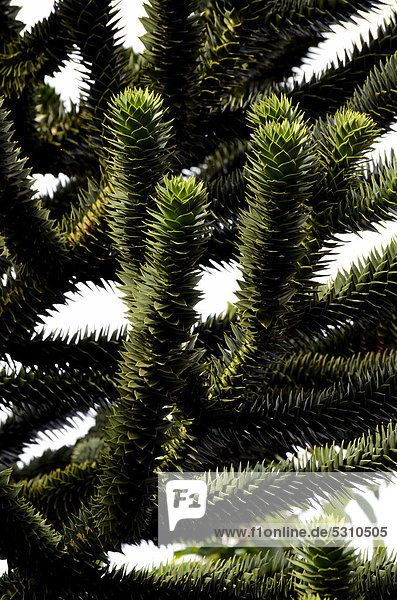 Chilenische Araukarie  Affenschwanzbaum (Araucaria araucana)