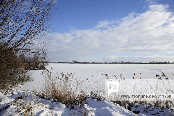 Schnee  Naturschutzgebiet Reeuwijkse Plassen im Winter  Landschaft zwischen Gouda und Bodegraven  Reeuwijk  Holland  Niederlande  Europa