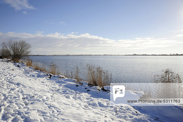 Schnee  Naturschutzgebiet Reeuwijkse Plassen im Winter  Landschaft zwischen Gouda und Bodegraven  Reeuwijk  Holland  Niederlande  Europa