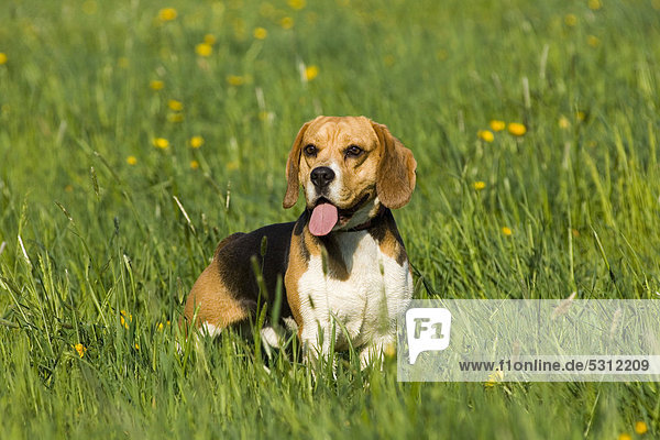 liegend liegen liegt liegendes liegender liegende daliegen Hund Beagle Gras hecheln