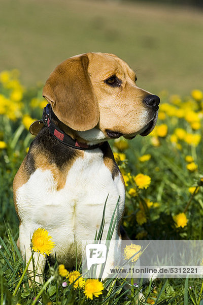 Beagle sitzt in Löwenzahnwiese