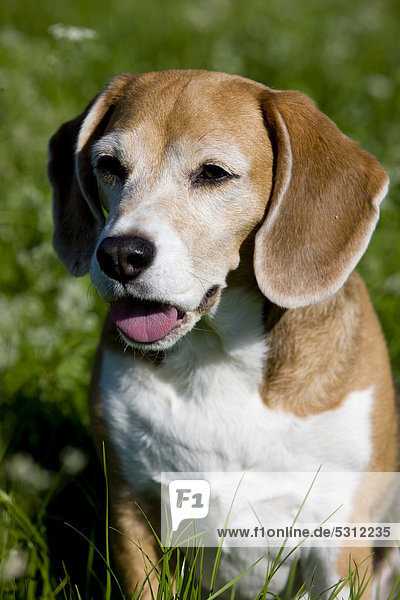 Beagle hecheln