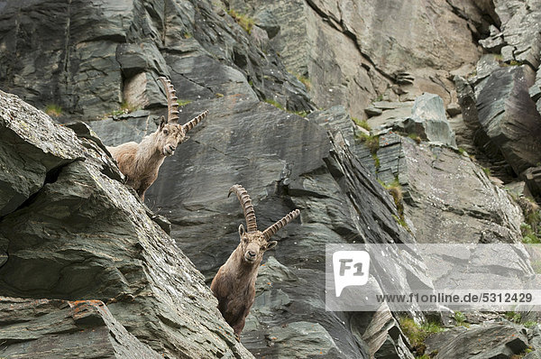 Alpine ibex (Capra ibex)  two males  Hohe Tauern National Park  Carinthia  Austria  Europe