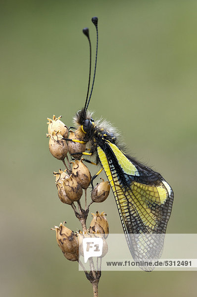 Schmetterlingshaft (Libelloides coccajus)  Feldthurns  Südtirol  Italien  Europa