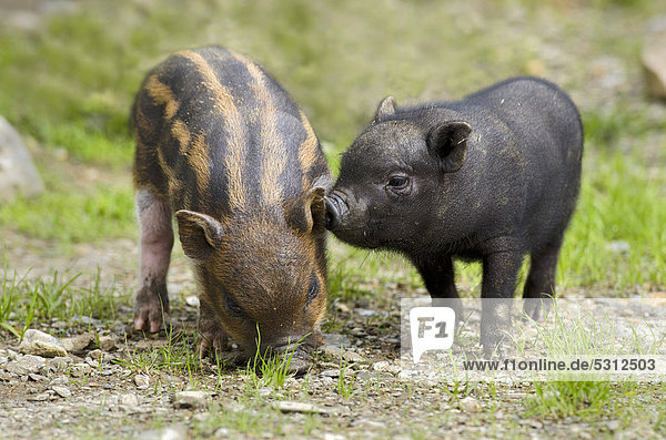 Hängebauchschweine Sus scrofa , Ferkel, Wildpark Assling, Osttirol, Österreich, Europa