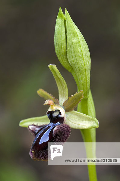 Schwarze Ragwurz (Ophrys incubacea)  Sardinien  Italien  Europa
