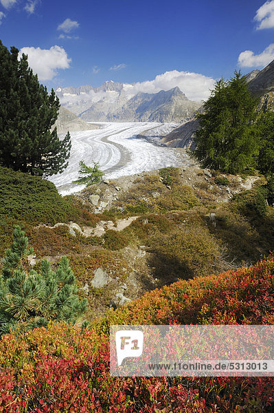 Großer Aletschgletscher  UNESCO Weltnaturerbe Jungfrau-Aletsch-Bietschhorn  Goms  Wallis  Schweiz  Europa