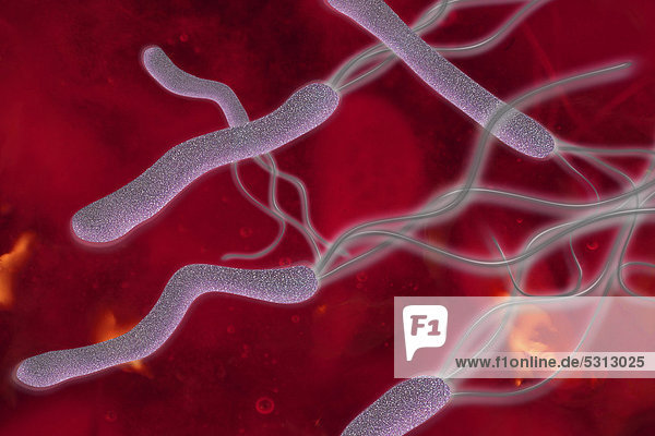 Helicobacter pylori  das schädliche Magenbakterium  Illustration