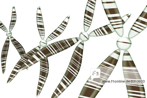 Chromosomen  Illustration