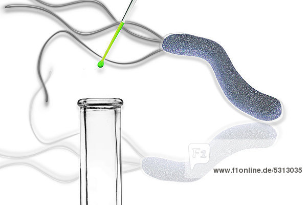 Helicobacter pylori  das schädliche Magenbakterium im Reagenzglastest  Illustration
