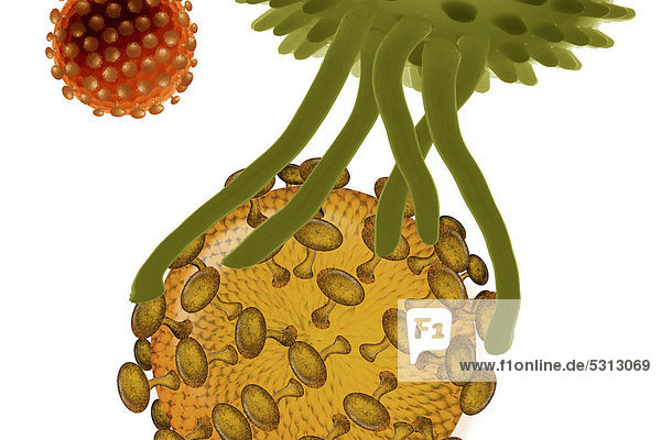 Illustration  Fresszelle greift nach Virus