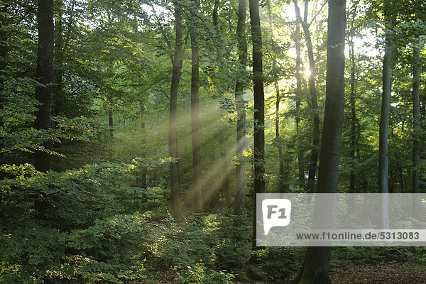 Wald mit Sonnenstrahlen  Orscholz  Mettlach  Saarland  Deutschland  Europa