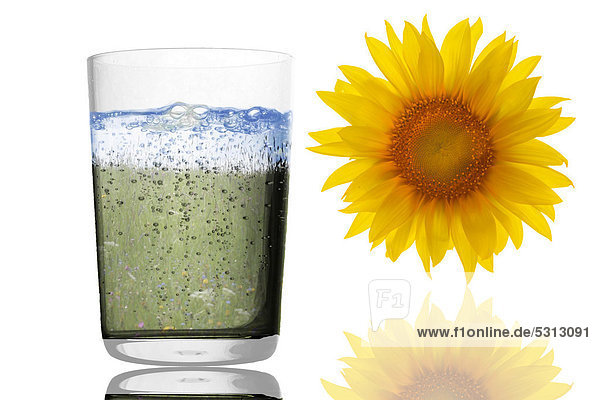 Illustration  Wasserglas  Sonnenblume  Symbolbild Natur