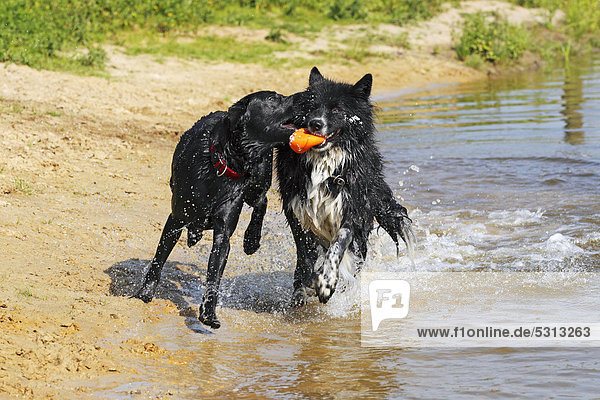 Schwarzer Labrador Retriever Rüde (Canis lupus familiaris) und Mischlingsrüde spielen am Ufer mit Ball