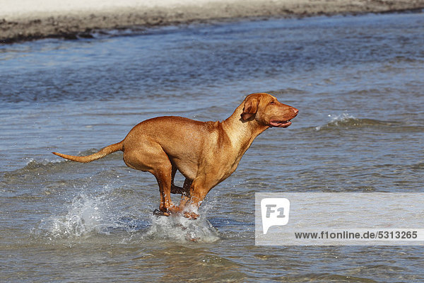 Magyar Vizsla  Kurzhaar-Vizsla  Kurzhaariger Ungarischer Vorstehhund (Canis lupus familiaris)  Rüde  rennt ins Wasser am Hundestrand