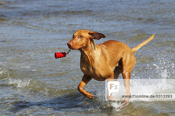 Magyar Vizsla  Kurzhaar Vizsla  Kurzhaariger Ungarischer Vorstehhund (Canis lupus familiaris)  Rüde mit Hundespielzeug im Wasser am Hundestrand
