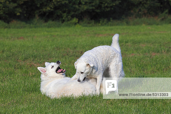 Spielende Kuvasz Hunde (Canis lupus familiaris)  Paar  Hündin und Rüde  Herdenschutzhund