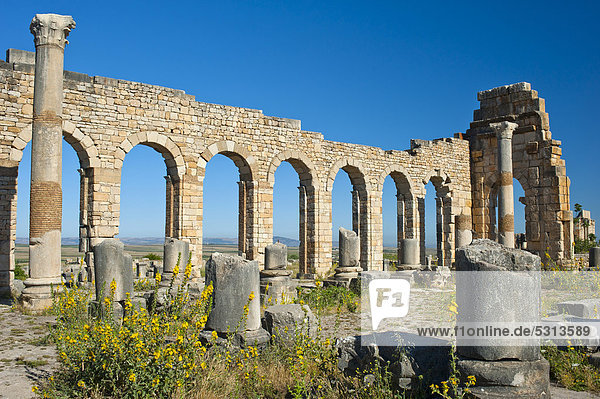 Basilika  römische Ruinen  antike Residenzstadt Volubilis  UNESCO-Weltkulturerbe  Marokko  Nordafrika  Afrika