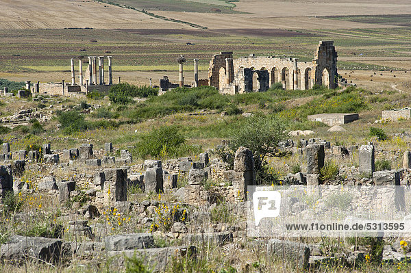 Römische Ruinen mit Basilika  antike Residenzstadt Volubilis  UNESCO-Weltkulturerbe  Marokko  Nordafrika  Afrika