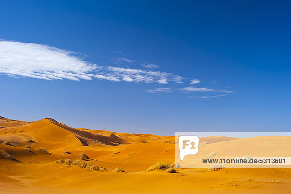 Sanddünen des Erg Chebbi  Sahara  Südmarokko  Marokko  Afrika