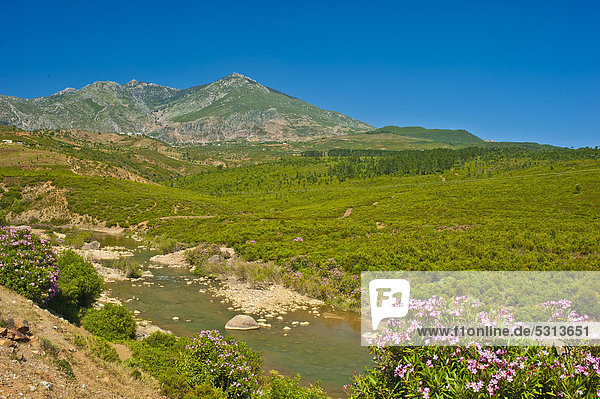 Blühender Oleander (Nerium oleander) an einem Flusslauf typische Landschaft im Riffgebirge Nordmarokko Marokko Afrika