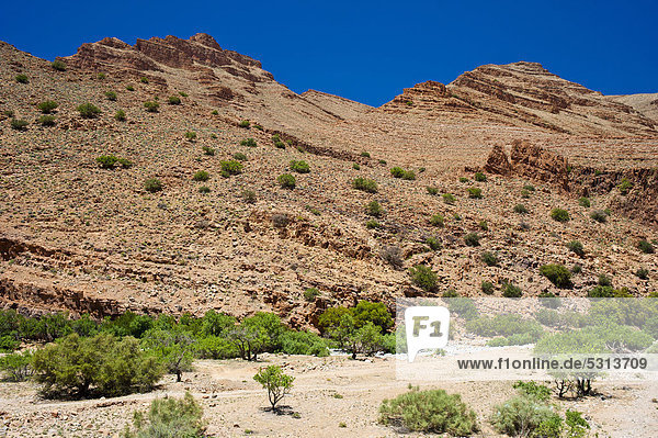 Felslandschaft im Ait Mansour Tal  Bäume und Sträucher wachsen im ausgetrockneten Flussbett  Antiatlas  Südmarokko  Marokko  Afrika