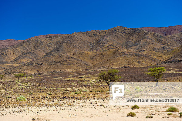 Trockene  wüstenähnliche Landschaft mit wenig Baumbewuchs und erodierten Berghängen  Agdz  Südmarokko  Marokko  Afrika