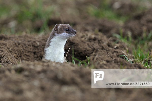 Hermelin Mustela erminea , im Sommerfell, schaut sichernd aus seinem