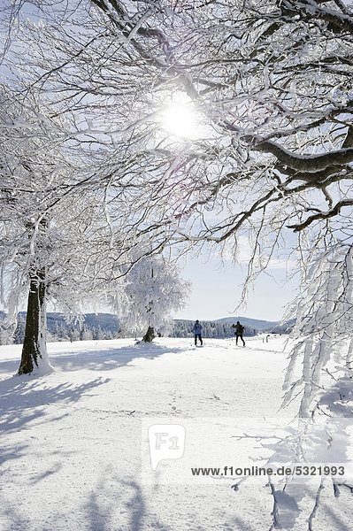 Verschneite Wetterbuchen und Langläufer am Schauinsland bei Freiburg im Breisgau  Baden-Württemberg  Deutschland  Europa