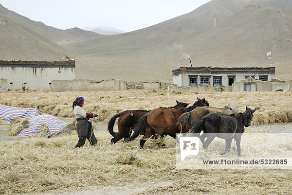 Tibetan farmer working the fields with horses near Tingri  Himalayan  Tibet  China  Asia