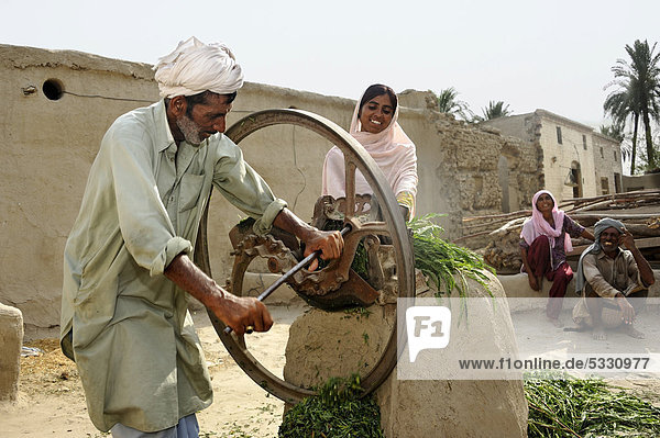 Farmer and his daughter are chaffing grass to feed it to goats and cattle  Basti Lehar Walla village  Punjab  Pakistan  Asia