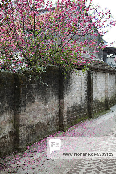 Blossoming cherry tree behind a wall  Vietnam