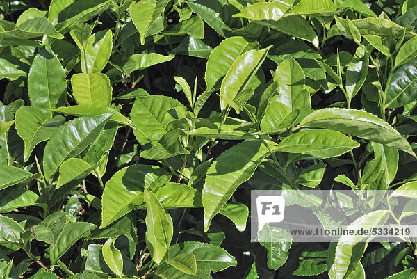 Teebusch (Camellia sinensis)  frisch ausgetriebene Blätter  Teeplantage Nerada Tea  Malanda  Atherton  Tablelands  Queensland  Australien