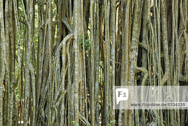 Bengalische Würgefeige  auch Java-Feige (Ficus virens)  Luftwurzeln  Curtain Fig Nationalpark  Atherton  Tablelands  Queensland  Australien