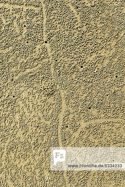 Wohnlöcher und Sandkügelchen der Strandkrabbe (Scopimera inflata)  Cape Hillsborough National Park bei Mackay  Queensland  Australien