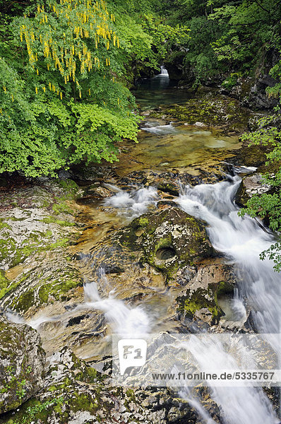Wasserlauf der Radovna  Vintgarschlucht  Slowenien  Europa