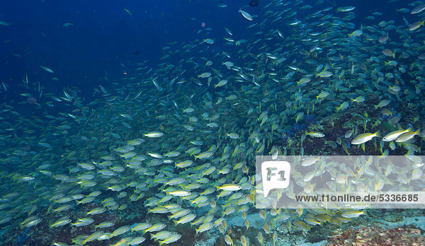 Andamanensee Andamanisches Meer Asien Thailand Fischschwarm  Lutjanus lutjanus  Gewöhnlicher-Snapper